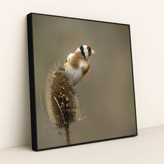 Vibrant European Goldfinch in Nature by Mark A Jenkins - Black Frame Stretchiez