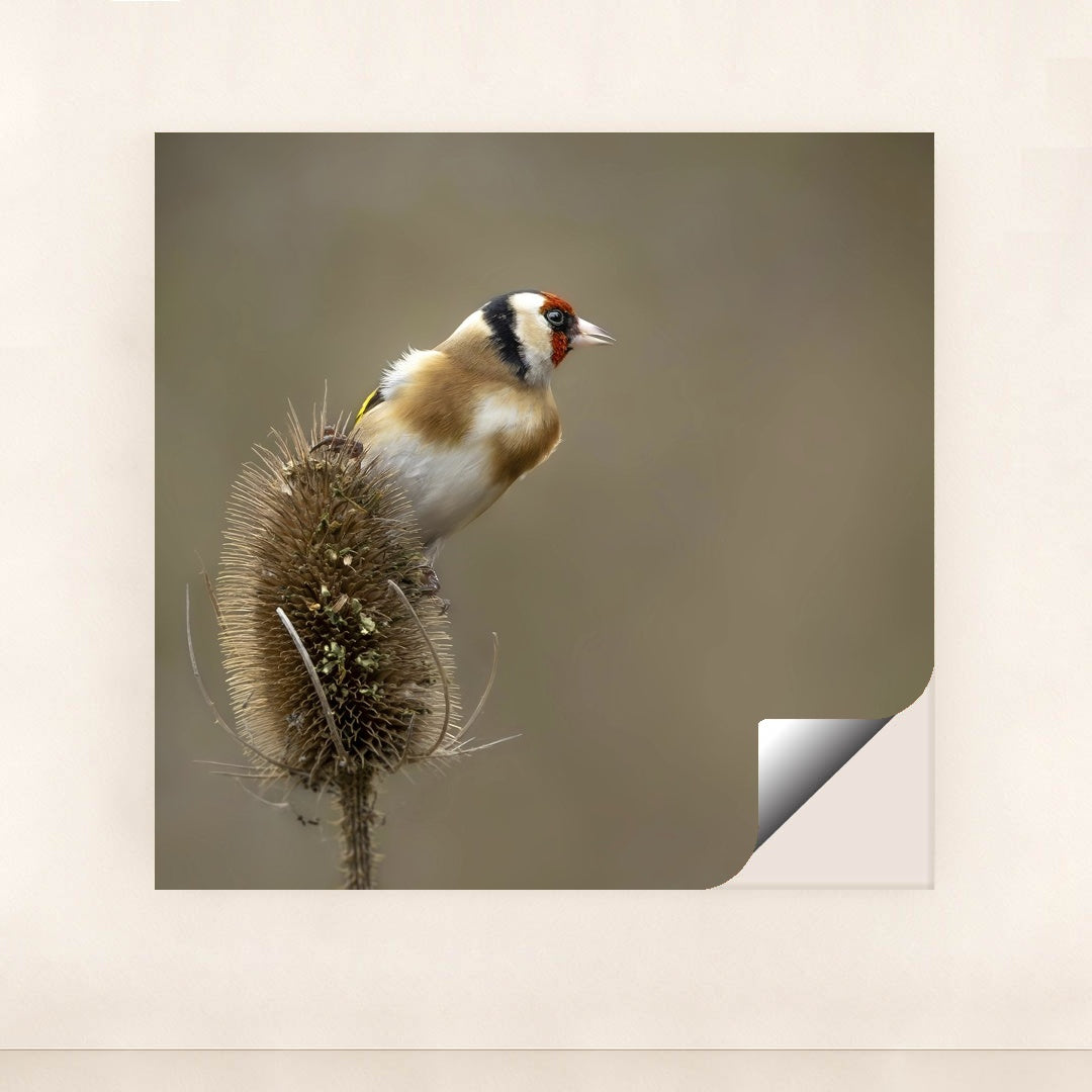 Vibrant European Goldfinch in Nature by Mark A Jenkins - Peeliez