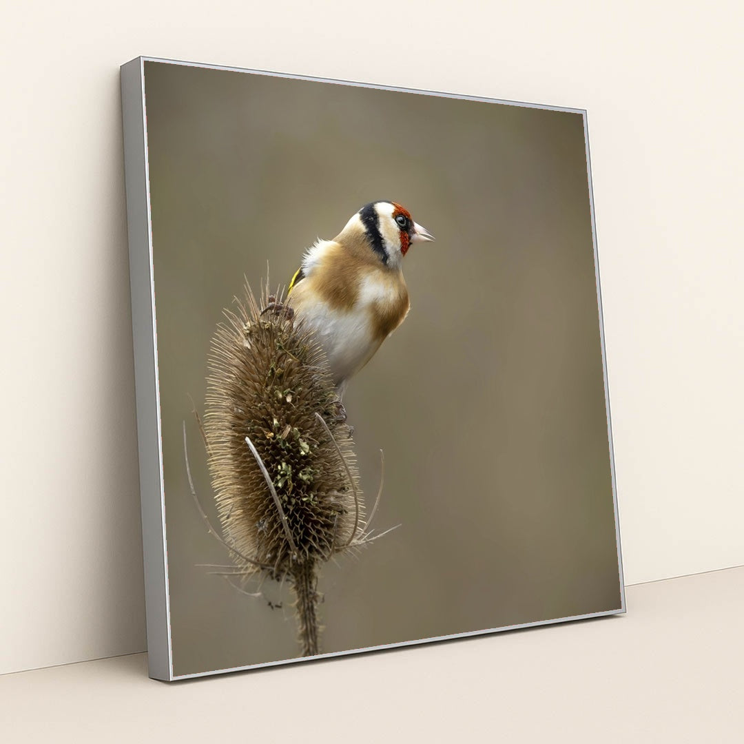 Vibrant European Goldfinch in Nature by Mark A Jenkins - Silver Frame Stretchiez