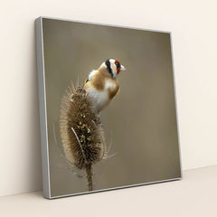 Vibrant European Goldfinch in Nature by Mark A Jenkins - Silver Frame Stretchiez
