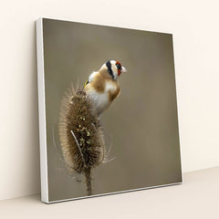 Vibrant European Goldfinch in Nature by Mark A Jenkins - White Frame Stretchiez