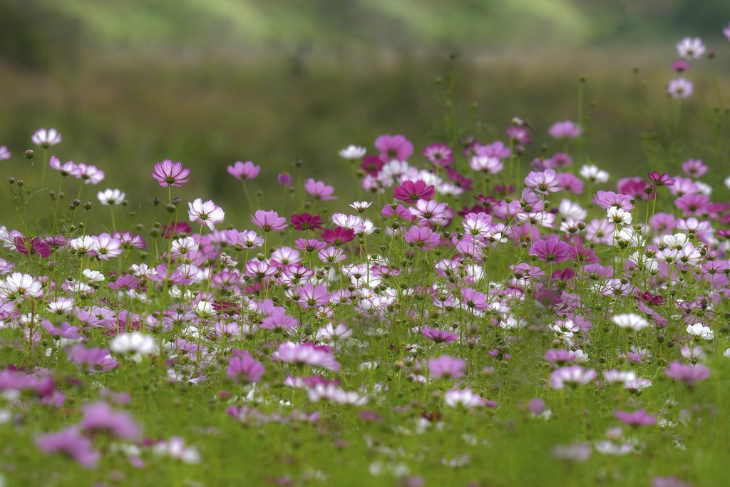 대정 김 - Explore a colorful field of pink and white wildflowers blossoming beautifully under the spring sun.