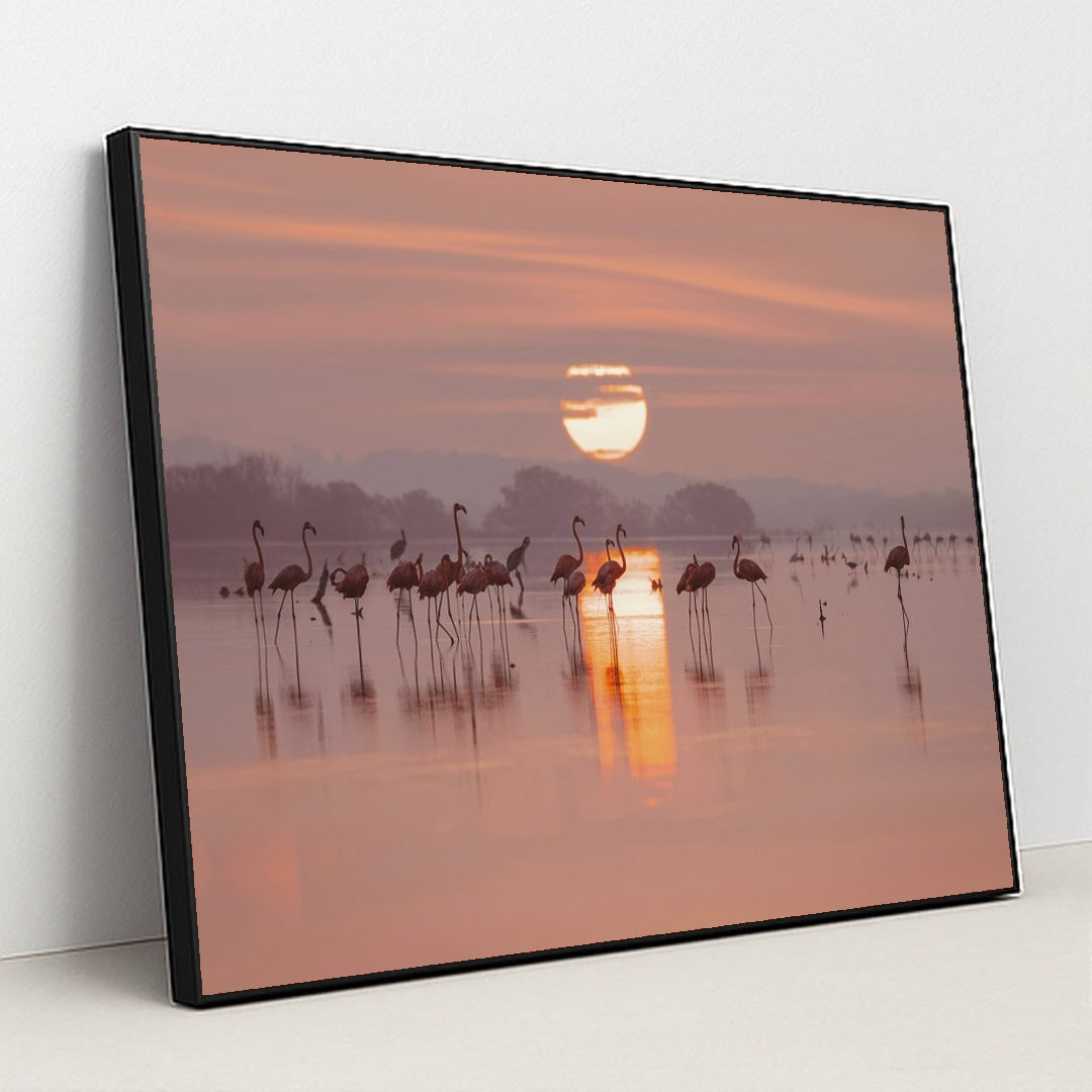 Flamingos Gathering in Shallow Lake at Sunrise by Trip in Mexico - Black Frame Stretchiez