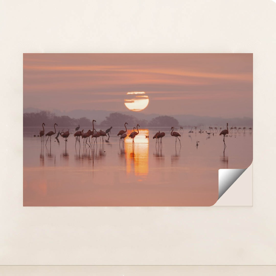 Flamingos Gathering in Shallow Lake at Sunrise by Trip in Mexico - Peeliez