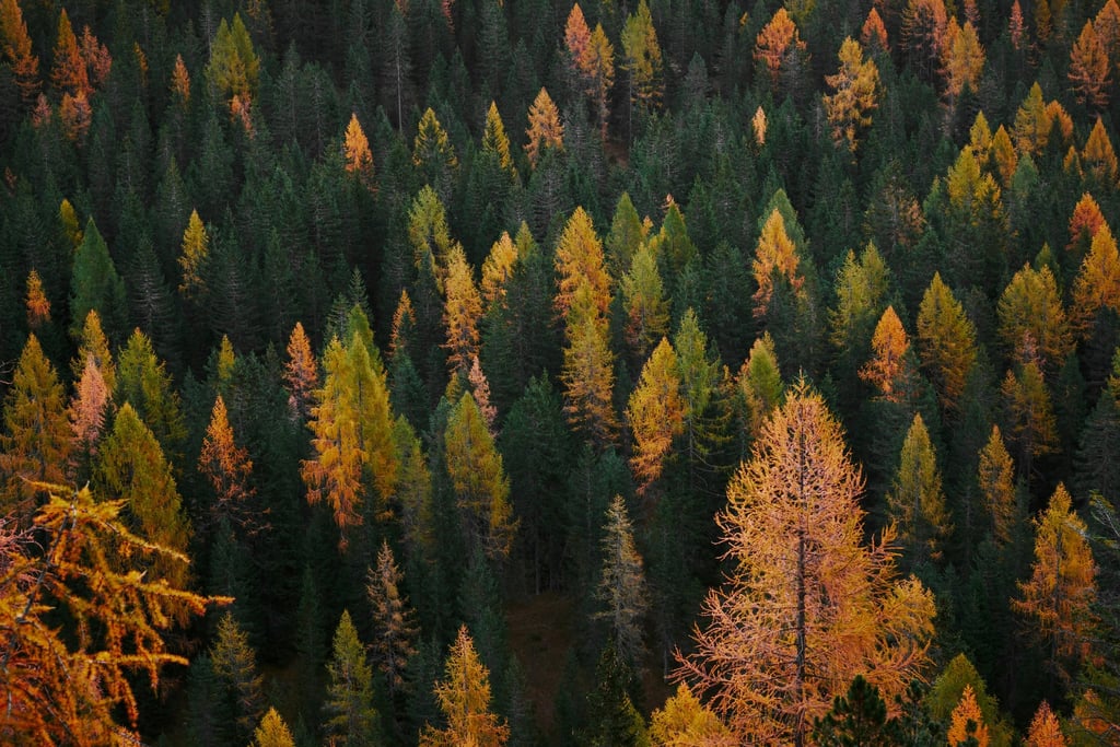 Flecks of Fall by Luca Bravo