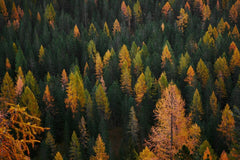 Flecks of Fall by Luca Bravo
