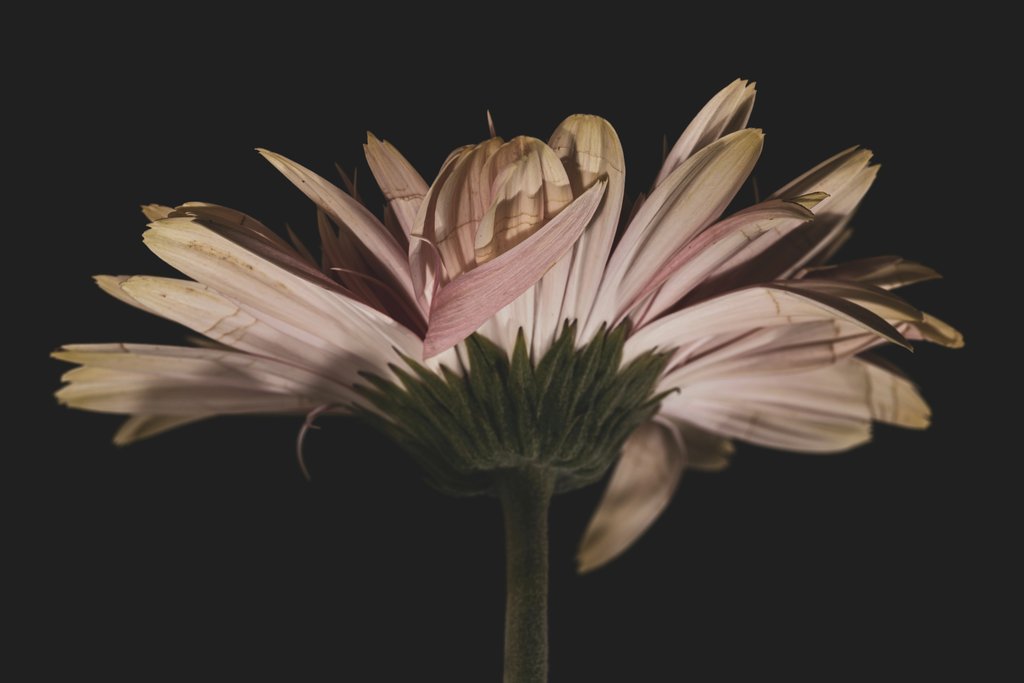 Engin Akyurt - Elegant pink gerbera daisy captured in dramatic lighting against a dark background.