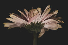 Engin Akyurt - Elegant pink gerbera daisy captured in dramatic lighting against a dark background.