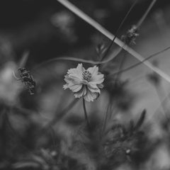 Animesh Srivastava - A delicate flower captured in a monochrome setting, showcasing natural beauty.