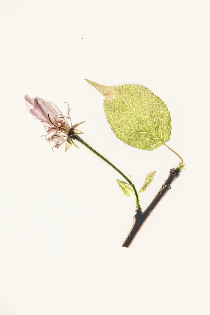 二牛 万 - Artistic still life of a delicate flower and leaf on a white background, showcasing nature's intricate beauty.
