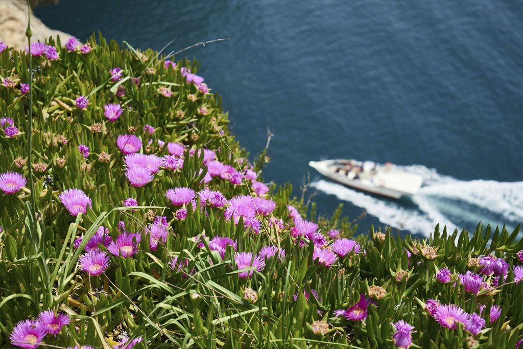 Engin Akyurt - Colorful spring flowers bloom on a cliff in Antalya, Turkey, with a boat gliding through the blue sea below.