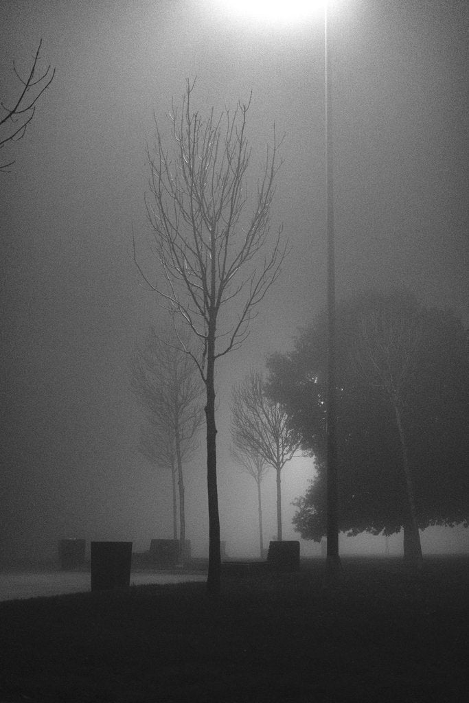 Yusuf Timur Çelik - A misty night in a park with fog surrounding bare trees under a streetlamp.