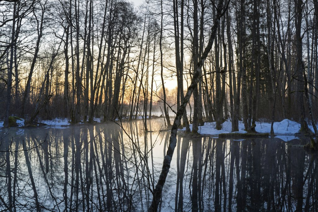 Raul Ling - Serene Winter Forest Landscape At Sunset