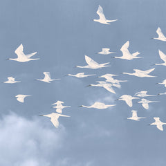 Freedom's Flight by Lila Thorne