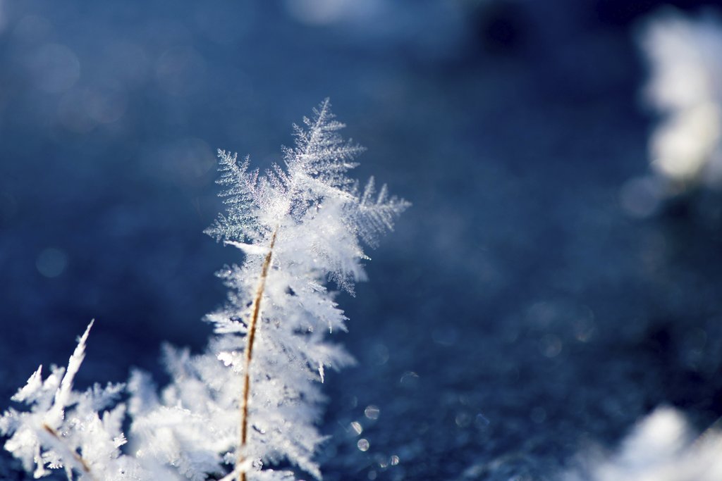 David Dibert - Close-up of intricate ice crystal formations on a cold winter day outdoors.