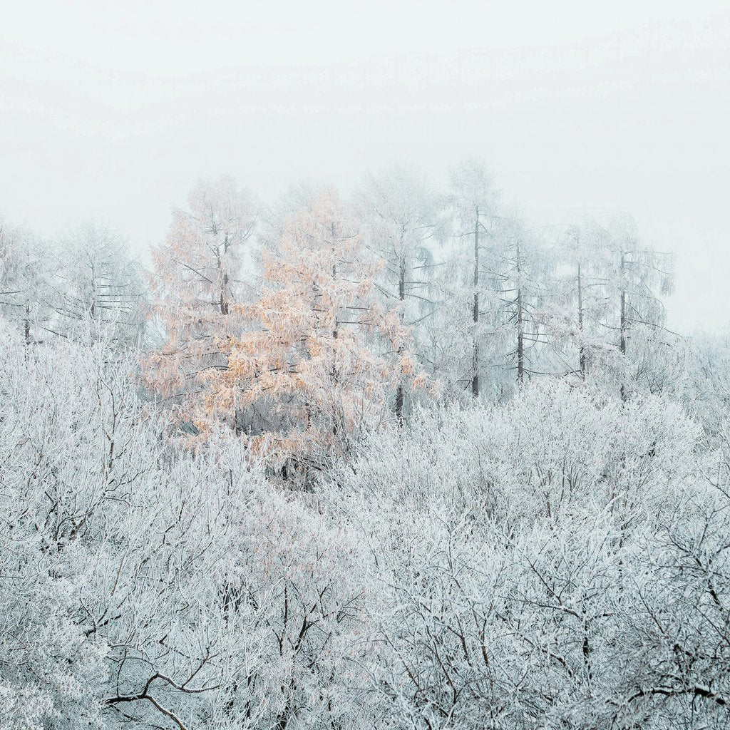 Frost-Covered Trees with Autumn Leaves in Misty Winter Forest by Simon Berger