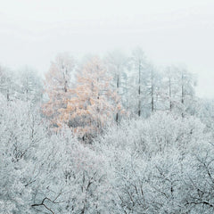 Frost-Covered Trees with Autumn Leaves in Misty Winter Forest by Simon Berger