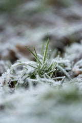 Robert Schwarz - Close Up Of Frosted Grass Blades In Winter