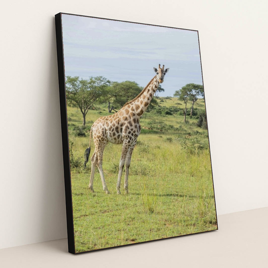 7090350653475 - Product Image