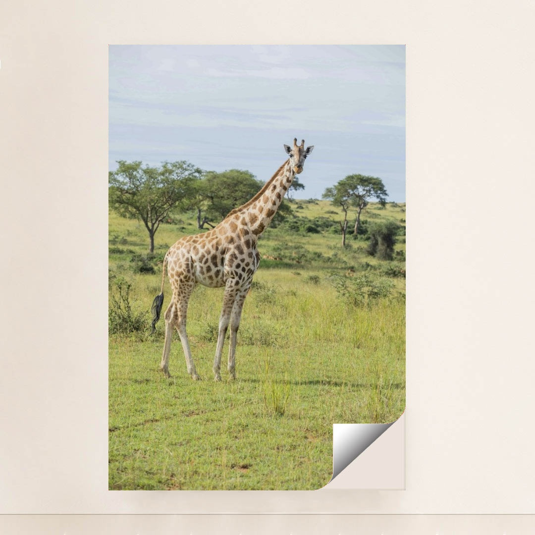 7090350653475 - Product Image