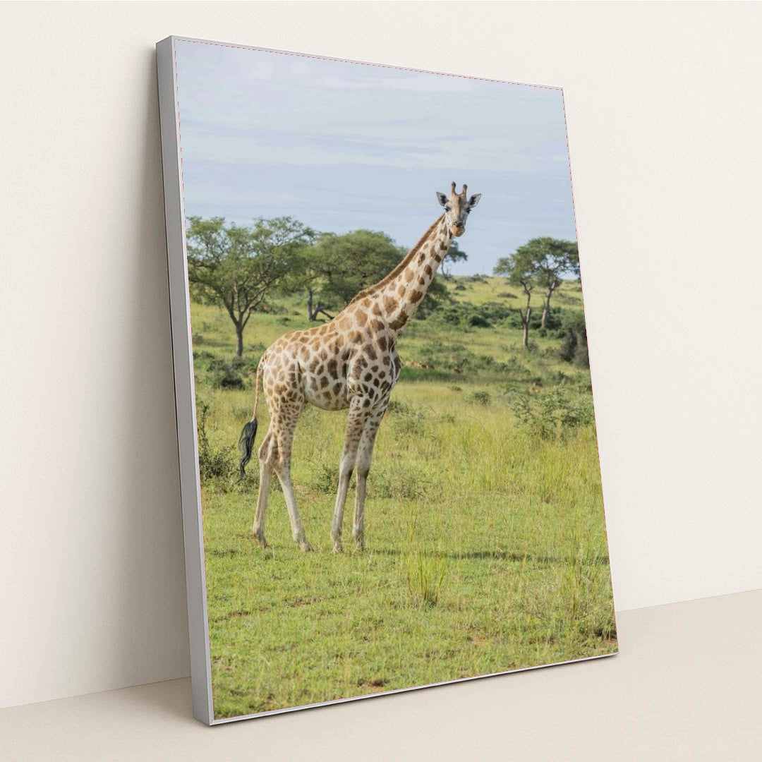 7090350653475 - Product Image