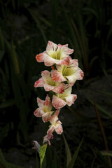 Siegfried Poepperl - Close-up of a pink gladiolus flower blooming in a garden, showcasing delicate petals.