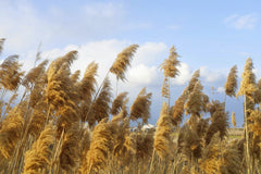 Esra Korkmaz - Golden wheat stalks sway in a sunny field under a clear blue sky, showcasing natural serenity.