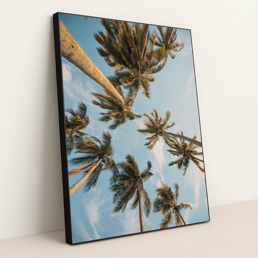 Golden Hour Palms by Angello Pro - Black Frame Stretchiez
