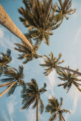 Golden Hour Palms by Angello Pro