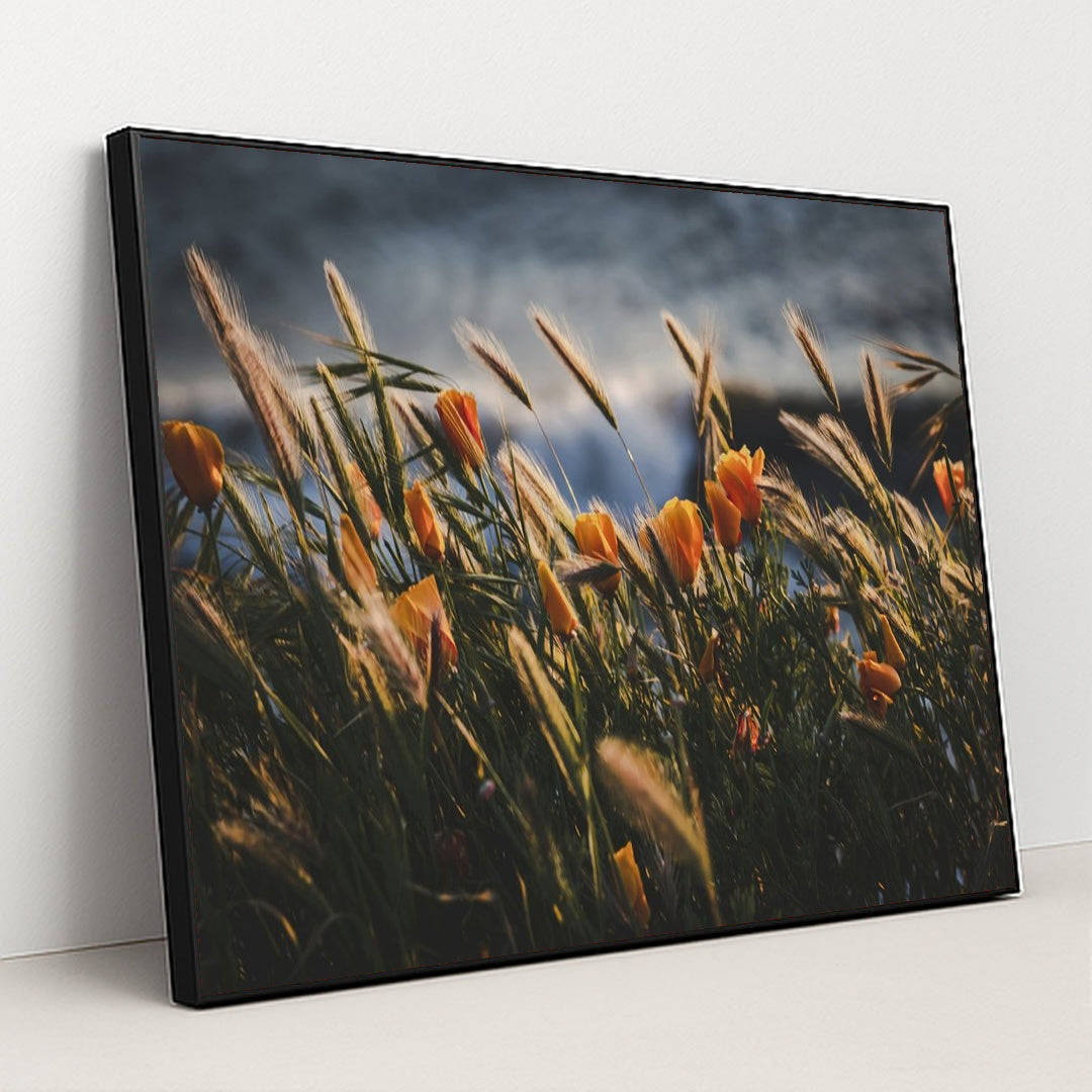 Golden Poppies at Pismo Beach Sunset by Tim Mossholder - Black Frame Stretchiez