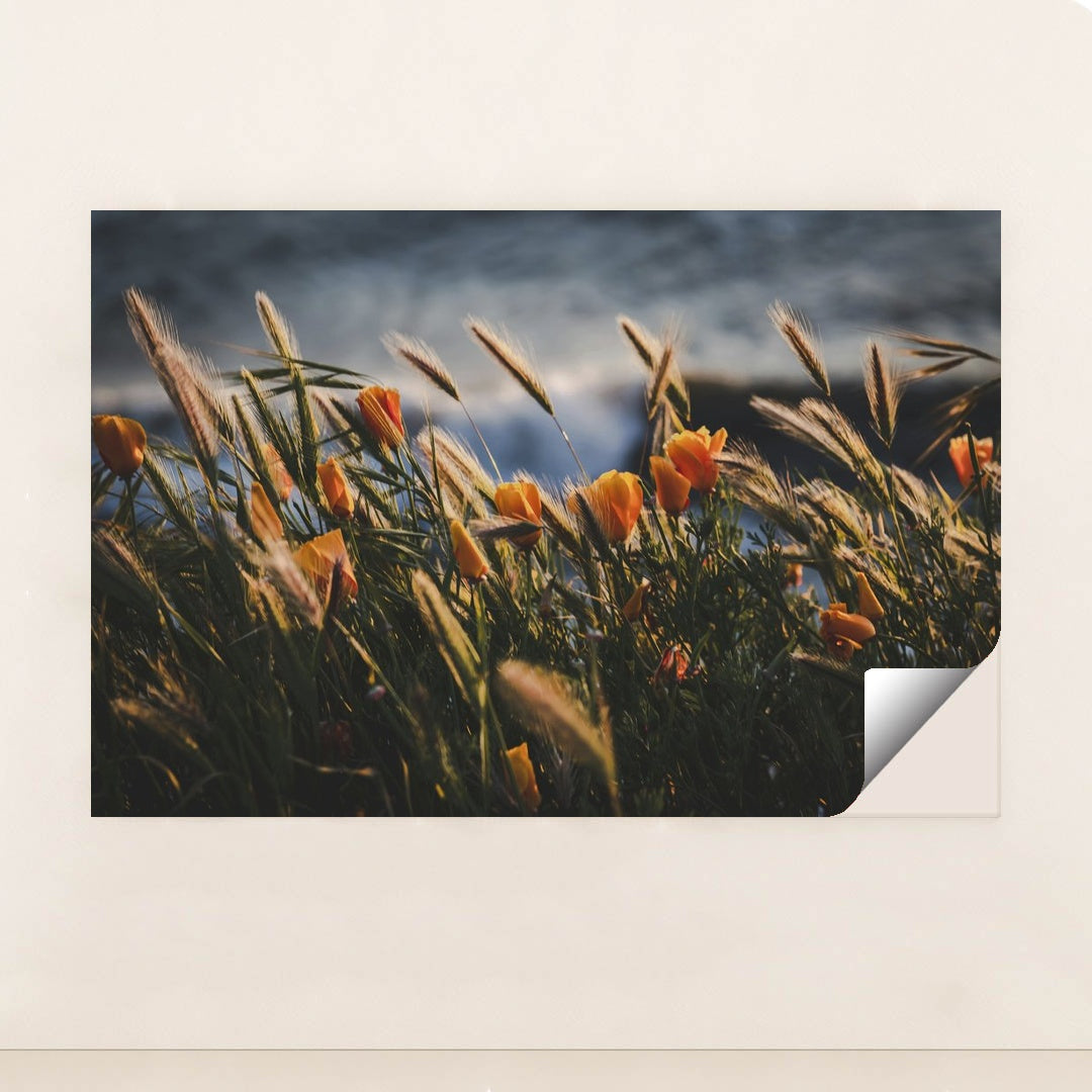Golden Poppies at Pismo Beach Sunset by Tim Mossholder - Peeliez