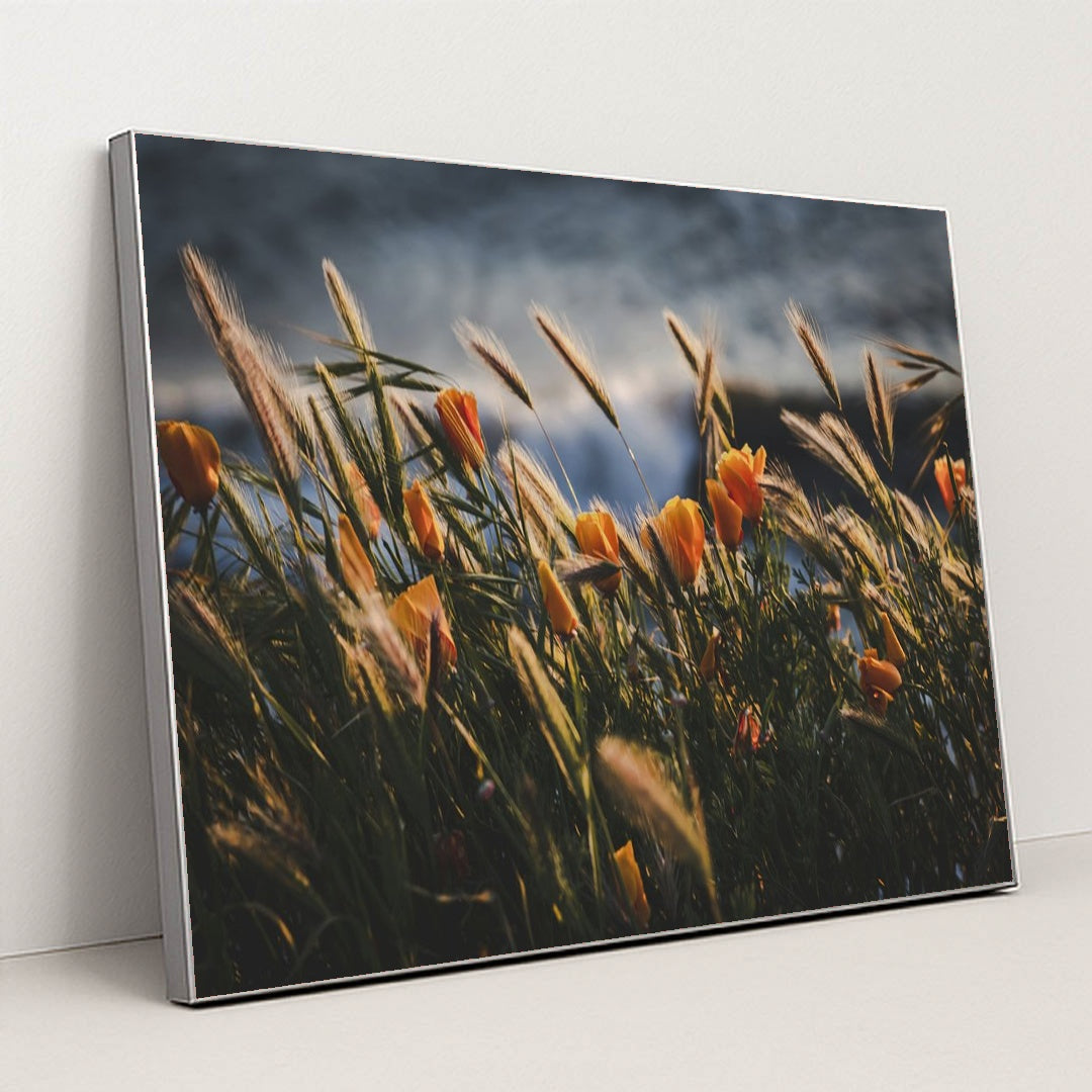 Golden Poppies at Pismo Beach Sunset by Tim Mossholder - Silver Frame Stretchiez