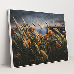 Golden Poppies at Pismo Beach Sunset by Tim Mossholder - White Frame Stretchiez