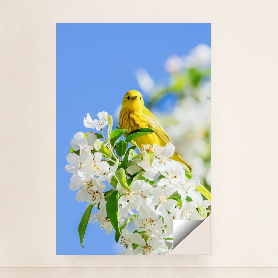 Golden Song of Spring by Mark Olsen - Peeliez