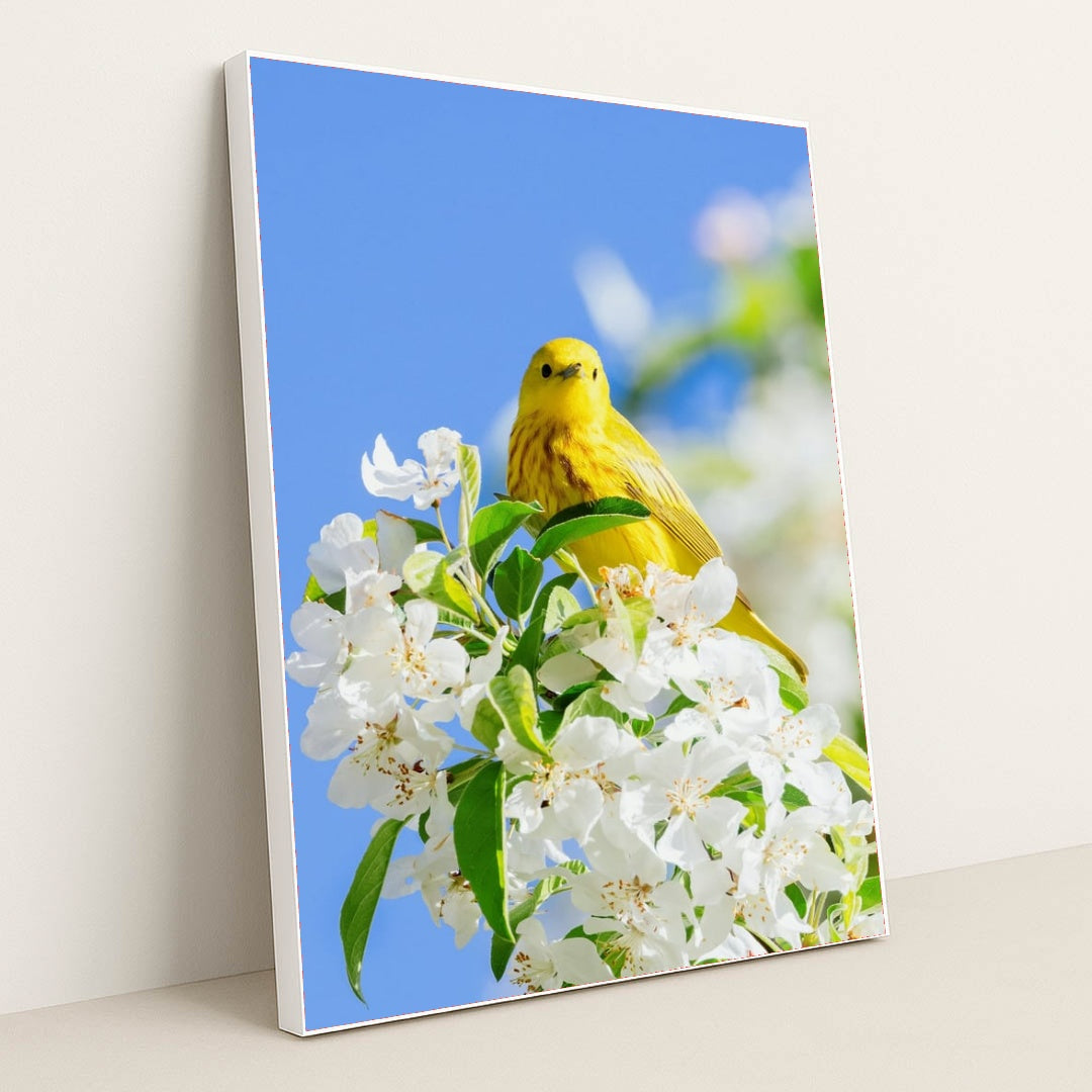 Golden Song of Spring by Mark Olsen - White Frame Stretchiez