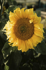 James Collington - Vibrant Sunflower Blooming In Summer Garden