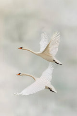 Graceful Ascent by Jade Morgan