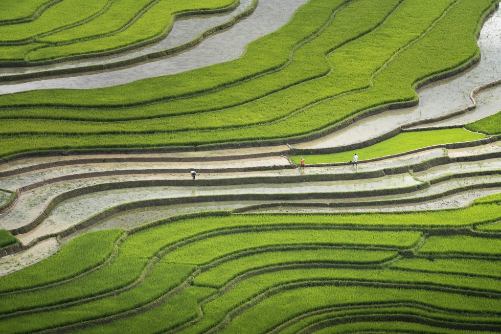 Quang Nguyen Vinh - Stunning aerial view of lush green rice terraces with farmers working, showcasing agricultural beauty.