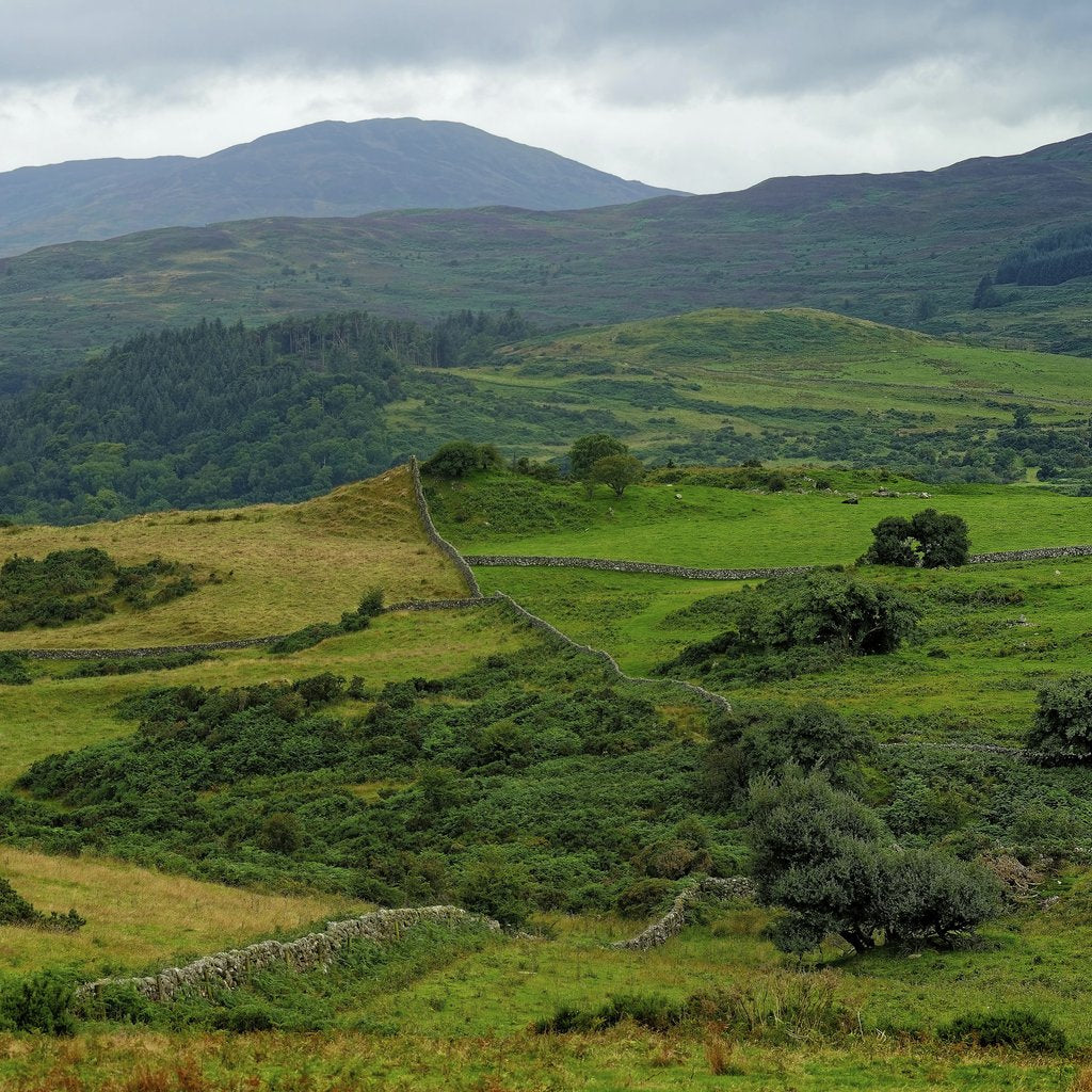 Graeme Travers - Vibrant landscape showcasing verdant rolling hills and stone walls under a cloudy sky.