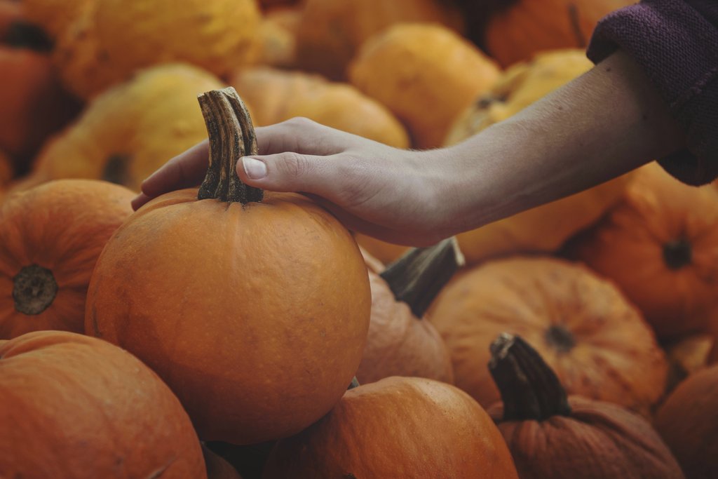 Tim Mossholder - A hand selecting a fresh pumpkin from a harvest pile, symbolizing fall season abundance.