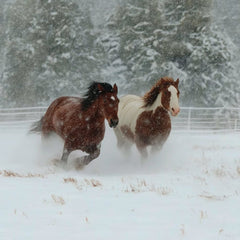 Hooves of the North by Jessica A