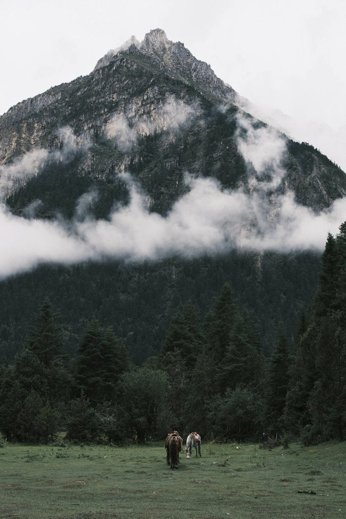 Horses Grazing on Meadow beneath Misty Mountain and Pine Forest by tee Lau