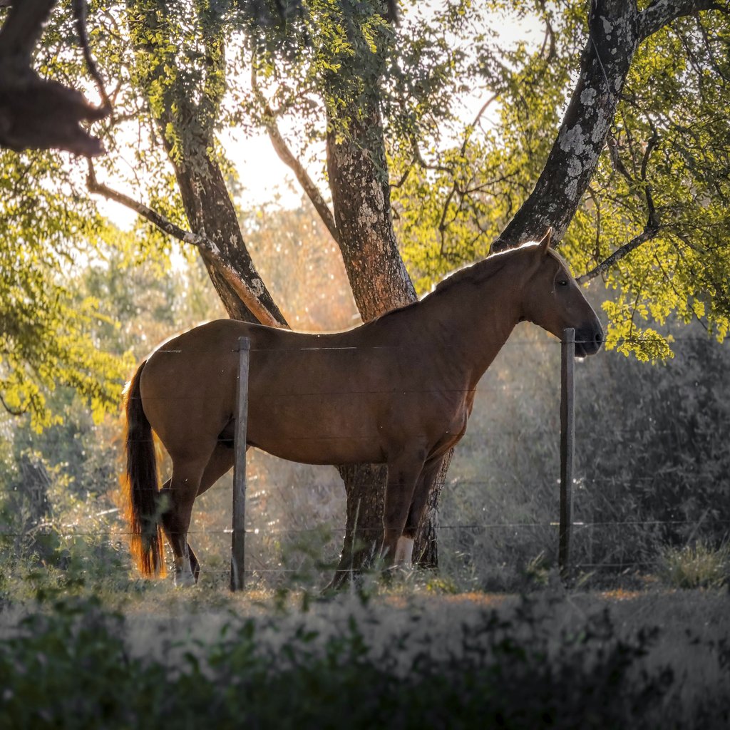 Vitor Matheus - A tranquil scene of a horse standing in the forest sunlight in Rio Grande do Sul, Brazil.