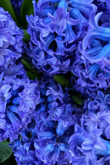 Indigo Hyacinth Bloom by Maria Gavrilova