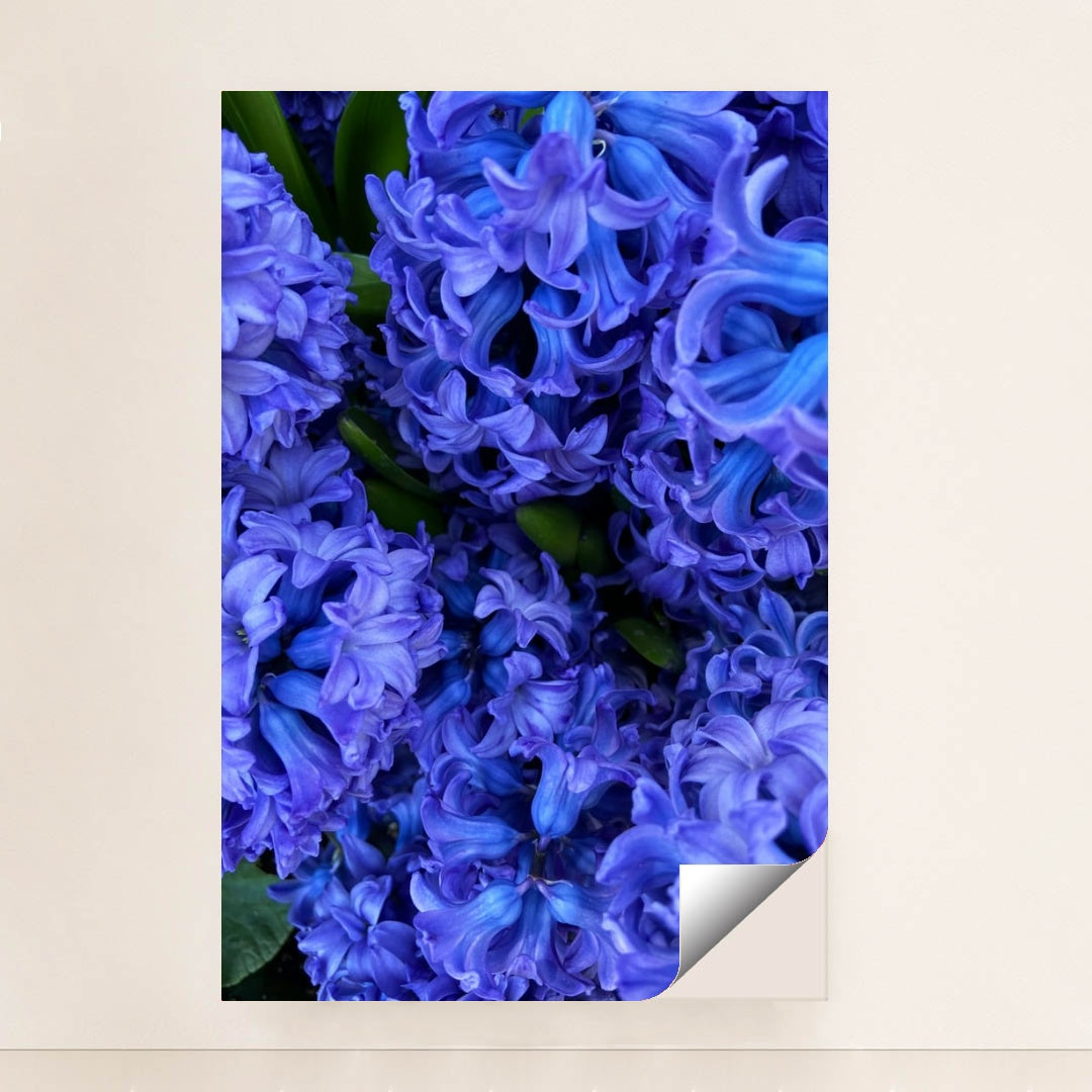 Indigo Hyacinth Bloom by Maria Gavrilova - Peeliez