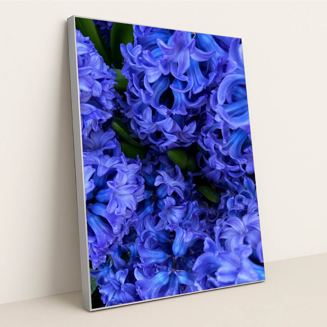 Indigo Hyacinth Bloom by Maria Gavrilova - Silver Frame Stretchiez