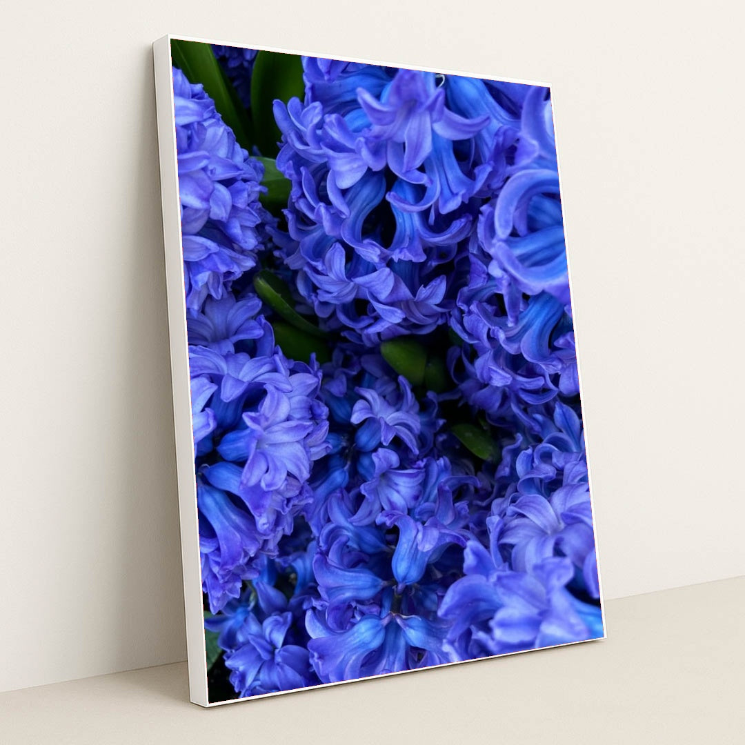 Indigo Hyacinth Bloom by Maria Gavrilova - White Frame Stretchiez
