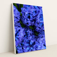 Indigo Hyacinth Bloom by Maria Gavrilova - White Frame Stretchiez