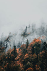 Into the Mist by Julien Riedel