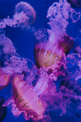 Jellyfish swimming in a tank by Francesco Liotti